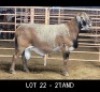 1X MEATMASTER RAM DRIEKOP MEATMASTERS