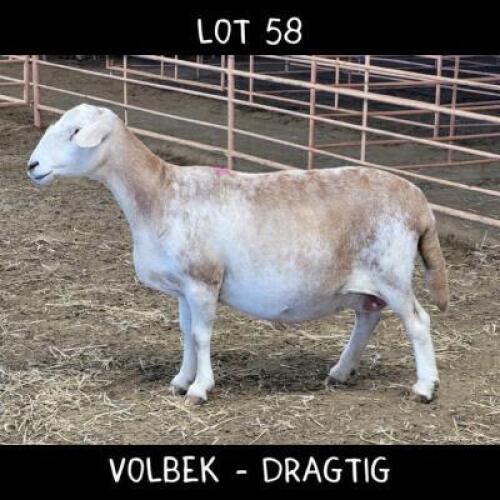 1X MEATMASTER (Pregnant) OOI/EWE DRIEKOP MEATMASTERS