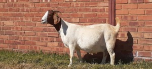 LOT 148 1 X BOERBOK OOI/EWE LAS VACUS BOERBOKKE - KUDDE/FLOCK