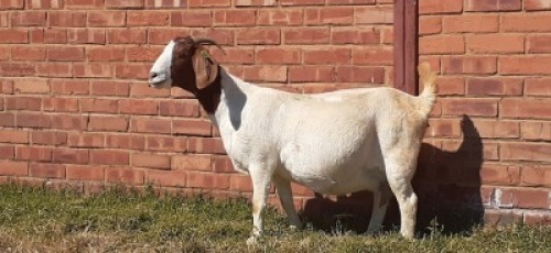 LOT 148 1 X BOERBOK OOI/EWE LAS VACUS BOERBOKKE - KUDDE/FLOCK