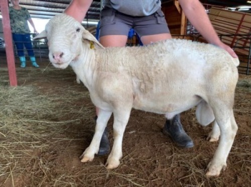 LOT 31 - 1 X&nbsp; (M) WIT DORPER&nbsp; LANIE KRUGER&nbsp;