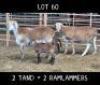 2X MEATMASTER OOI/EWE DRIEKOP MEATMASTERS