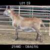 1X MEATMASTER (Pregnant) OOI/EWE DRIEKOP MEATMASTERS