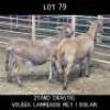 2X MEATMASTER (1 Pregnant) OOI/EWE DRIEKOP MEATMASTERS