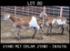 2X MEATMASTER (1 Pregnant) OOI/EWE DRIEKOP MEATMASTERS