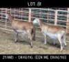 2X MEATMASTER (1 Pregnant) OOI/EWE DRIEKOP MEATMASTERS