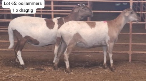2X MEATMASTER (1 Pregnant) OOI/EWE THERONJE MEATMASTERS