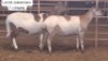 2X MEATMASTER (1 Pregnant) OOI/EWE THERONJE MEATMASTERS