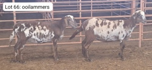 2X MEATMASTER OOI/EWE THERONJE MEATMASTERS