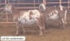 2X MEATMASTER OOI/EWE THERONJE MEATMASTERS - 2