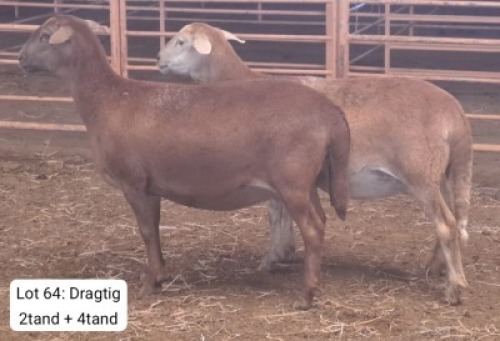 2X MEATMASTER (Pregnant) OOI/EWE THERONJE MEATMASTERS