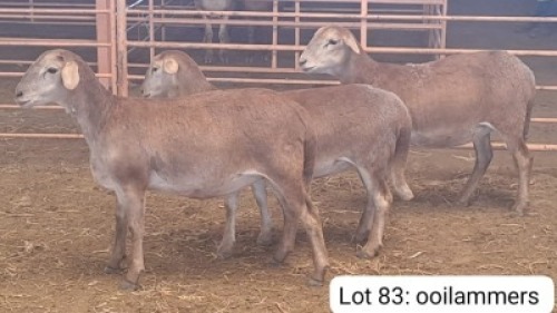 3X MEATMASTER OOI/EWE THERONJE MEATMASTERS