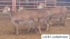 3X MEATMASTER OOI/EWE THERONJE MEATMASTERS