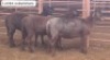 3X MEATMASTER OOI/EWE THERONJE MEATMASTERS