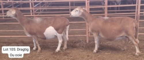 2X MEATMASTER (Pregnant) OOI/EWE THERONJE MEATMASTERS