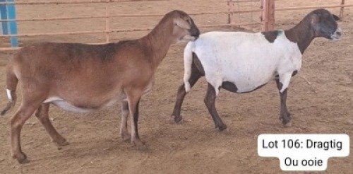 2X MEATMASTER (Pregnant) OOI/EWE THERONJE MEATMASTERS