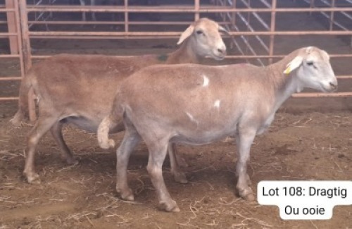 2X MEATMASTER (Pregnant) OOI/EWE THERONJE MEATMASTERS