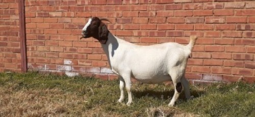 LOT 150 1 X BOERBOK OOI/EWE LAS VACUS BOERBOKKE KUDDE/FLOCK