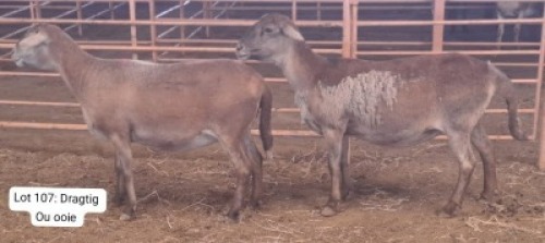 2X MEATMASTER (Pregnant) OOI/EWE THERONJE MEATMASTERS