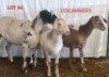 3X MEATMASTER OOI/EWE CONSENTVLEY MEATMASTERS