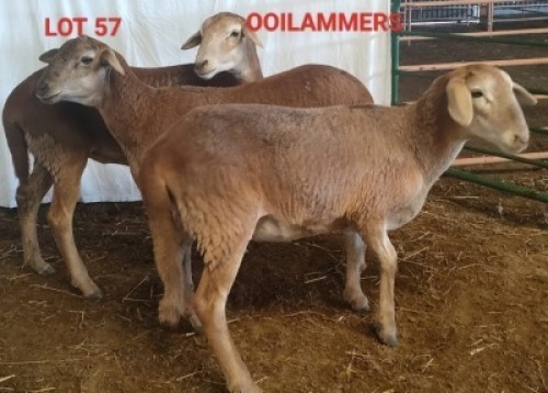 3X MEATMASTER OOI/EWE CONSENTVLEY MEATMASTERS