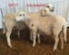 3X MEATMASTER OOI/EWE CONSENTVLEY MEATMASTERS