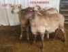 3X MEATMASTER OOI/EWE CONSENTVLEY MEATMASTERS