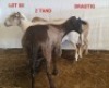3X MEATMASTER (Pregnant) OOI/EWE CONSENTVLEY MEATMASTERS