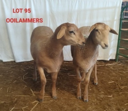 2X MEATMASTER OOI/EWE CONSENTVLEY MEATMASTERS