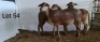 3X MEATMASTER OOI/EWE OSVLEY MEATMASTERS