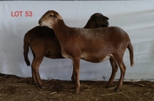 2X MEATMASTER OOI/EWE OSVLEY MEATMASTERS