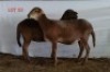 2X MEATMASTER OOI/EWE OSVLEY MEATMASTERS