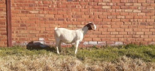 LOT 151 1 X BOERBOK OOI/EWE LAS VACUS BOERBOKKE - STOET/STUD