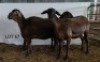 3X MEATMASTER OOI/EWE OSVLEY MEATMASTERS