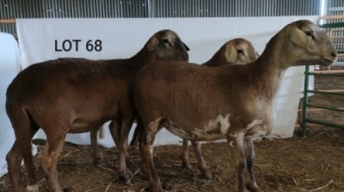 3X MEATMASTER OOI/EWE OSVLEY MEATMASTERS