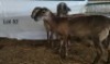 3X MEATMASTER OOI/EWE OSVLEY MEATMASTERS