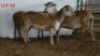 3X MEATMASTER OOI/EWE OSVLEY MEATMASTERS