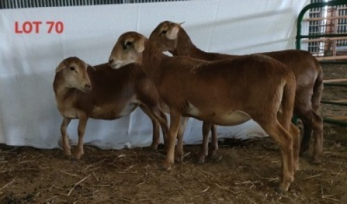3X MEATMASTER OOI/EWE OSVLEY MEATMASTERS
