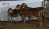 3X MEATMASTER OOI/EWE OSVLEY MEATMASTERS