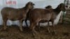 3X MEATMASTER OOI/EWE OSVLEY MEATMASTERS