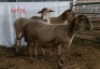 3X MEATMASTER OOI/EWE OSVLEY MEATMASTERS