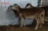3X MEATMASTER OOI/EWE OSVLEY MEATMASTERS