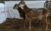 2X MEATMASTER OOI/EWE OSVLEY MEATMASTERS