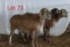 3X MEATMASTER OOI/EWE OSVLEY MEATMASTERS