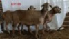 3X MEATMASTER OOI/EWE OSVLEY MEATMASTERS