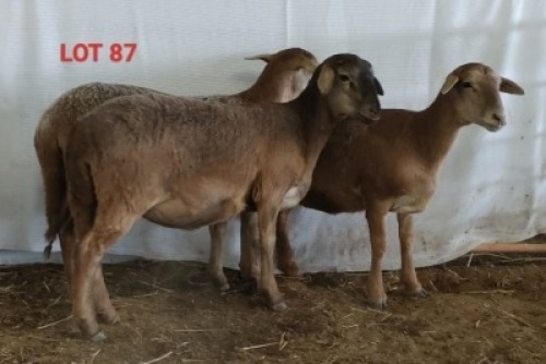 3X MEATMASTER OOI/EWE OSVLEY MEATMASTERS