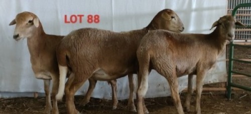 3X MEATMASTER OOI/EWE OSVLEY MEATMASTERS