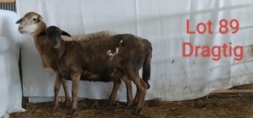 2X MEATMASTER OOI/EWE OSVLEY MEATMASTERS