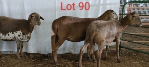 3X MEATMASTER OOI/EWE OSVLEY MEATMASTERS