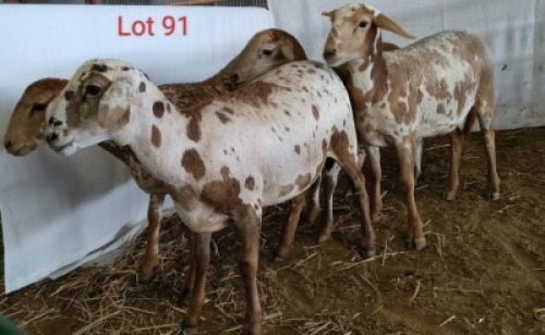4X MEATMASTER OOI/EWE OSVLEY MEATMASTERS